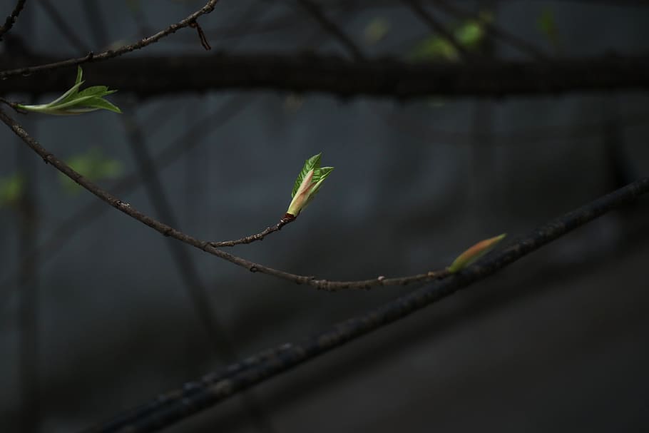 plant, tree, leaf, flower, blossom, droplet, animal, sprout HD wallpaper
