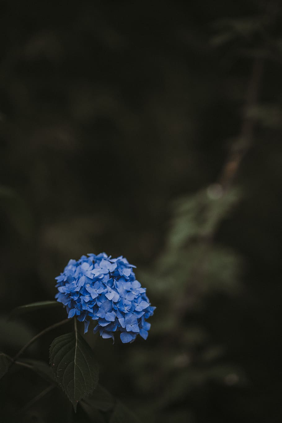 selective focus photo of blue hydrangeas flowers, floral, dark HD wallpaper