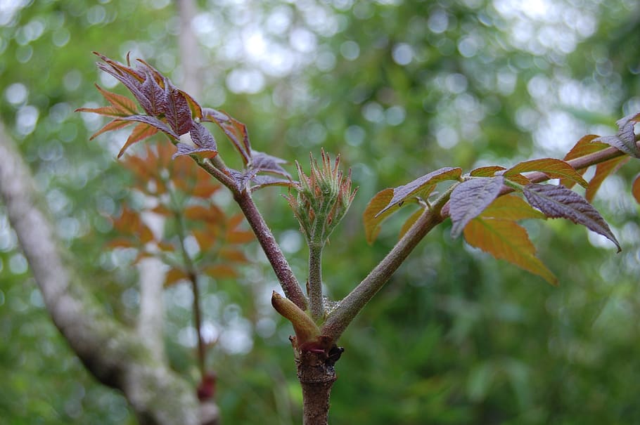 bud, tree, nature, spring, leaf, plant, growth, focus on foreground HD wallpaper