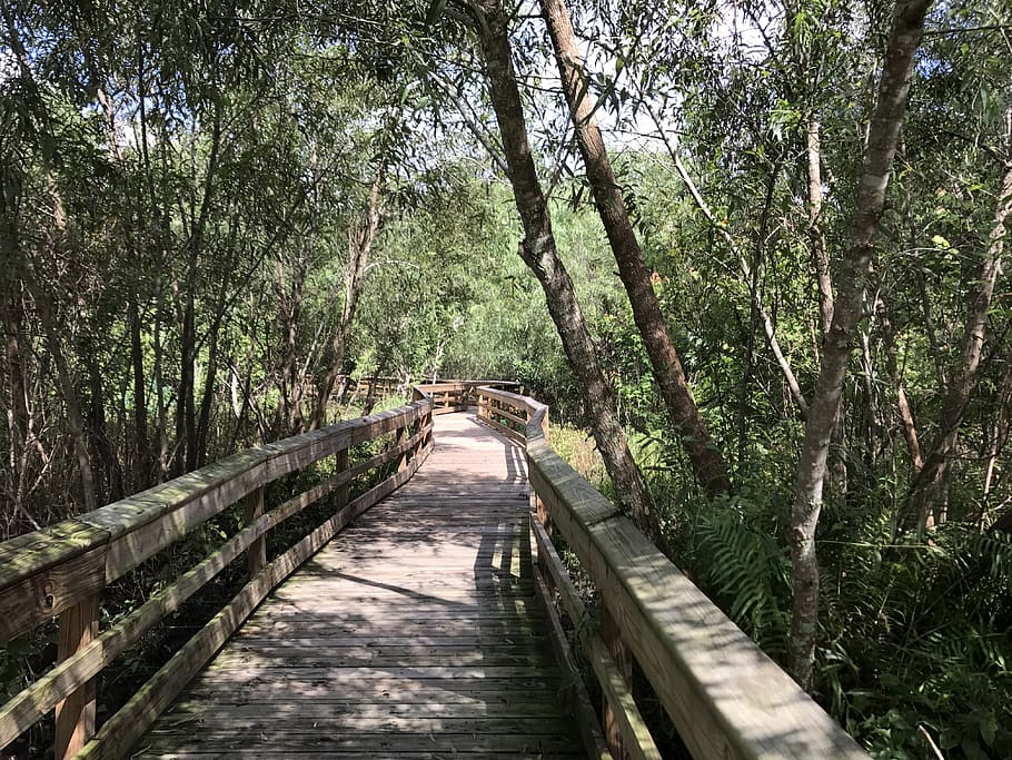 tree, forest, bridge, sunny, plant, direction, the way forward HD wallpaper
