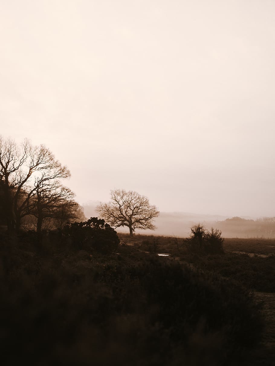brown-leafed tree, sky, plant, tranquility, tranquil scene, scenics - nature HD wallpaper