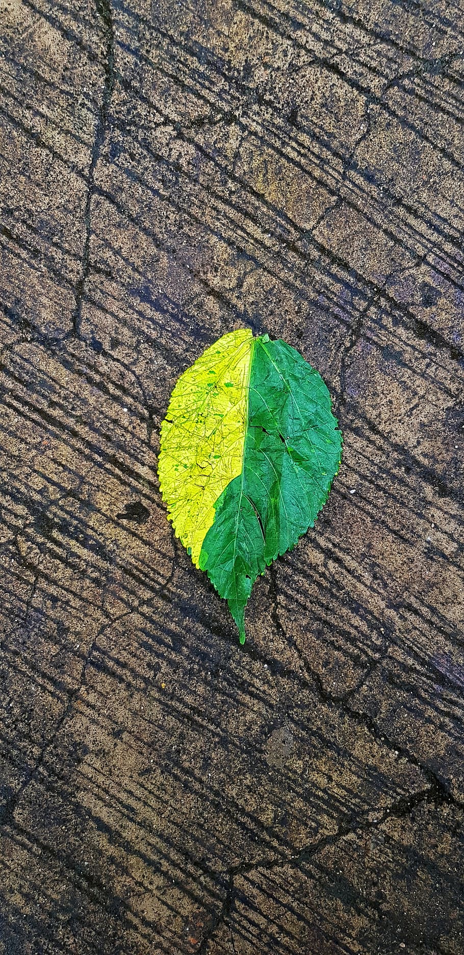veins, leaf, ground, rug, plant, colours, nature, fallen, tones HD wallpaper