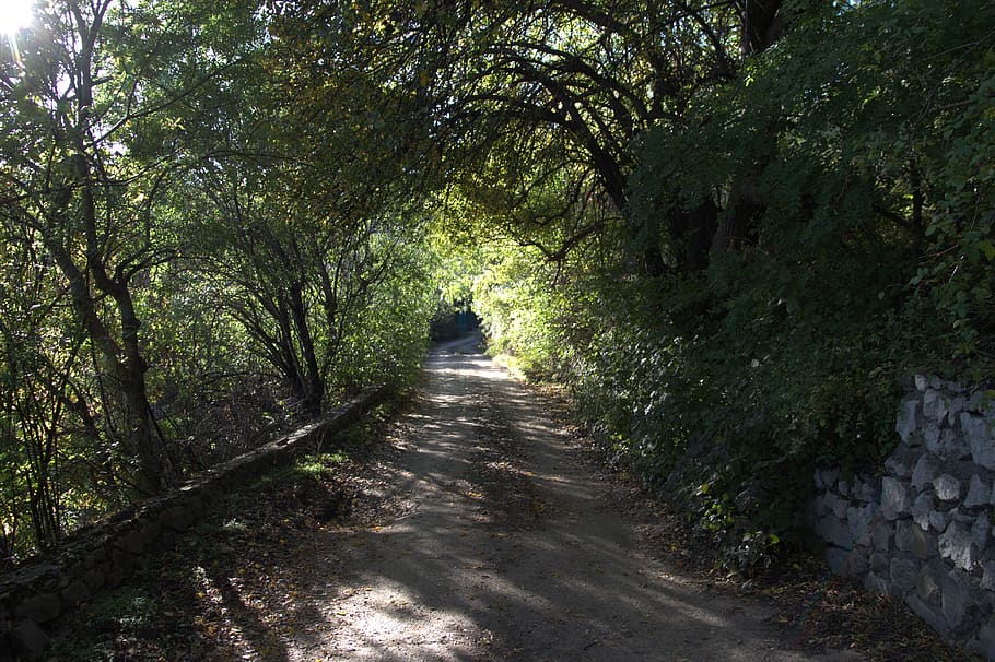 rural, evening, tunnel, path, way, road, rural road, trees HD wallpaper