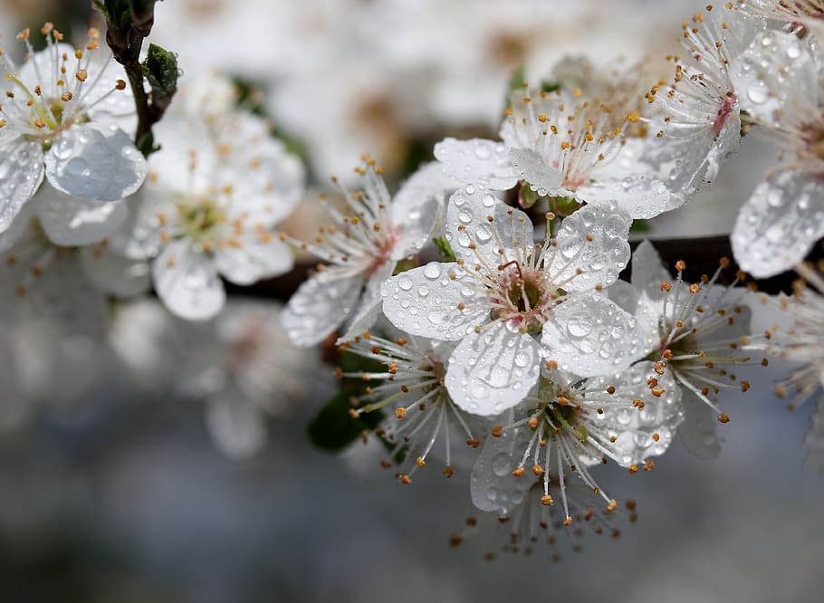 flower, white, casey, tree, spring, nature, nice, plant, flowering plant HD wallpaper