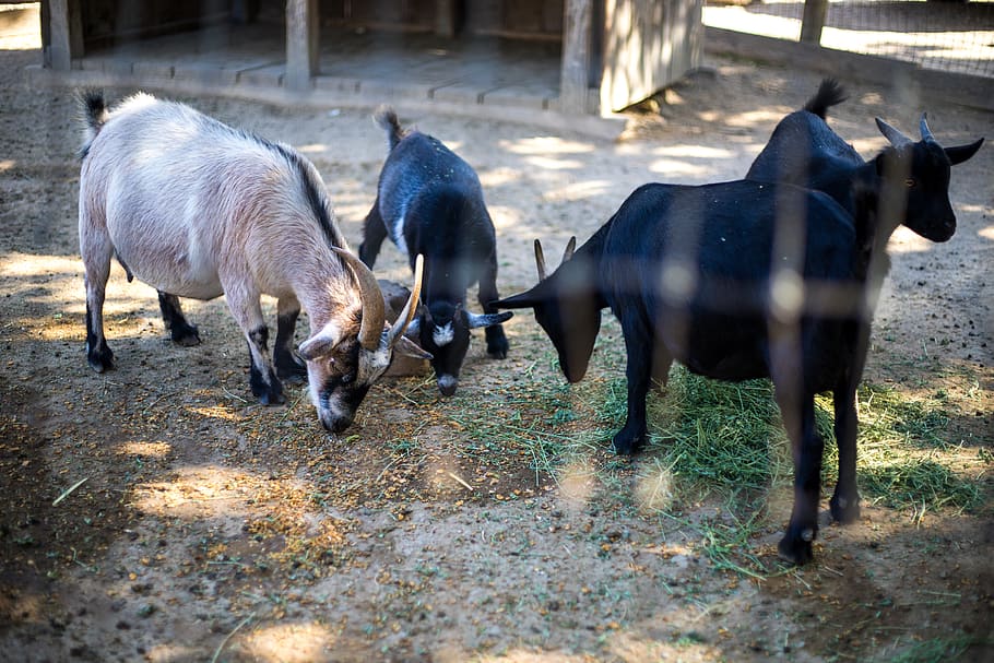 four goats, animal, bull, mammal, road, urban, town, street, city HD wallpaper