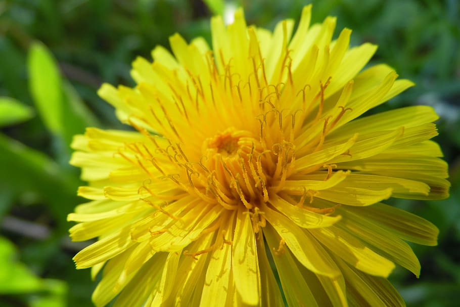 yellow, dandelion, flower, grass, nature, spring, plants, garden HD wallpaper