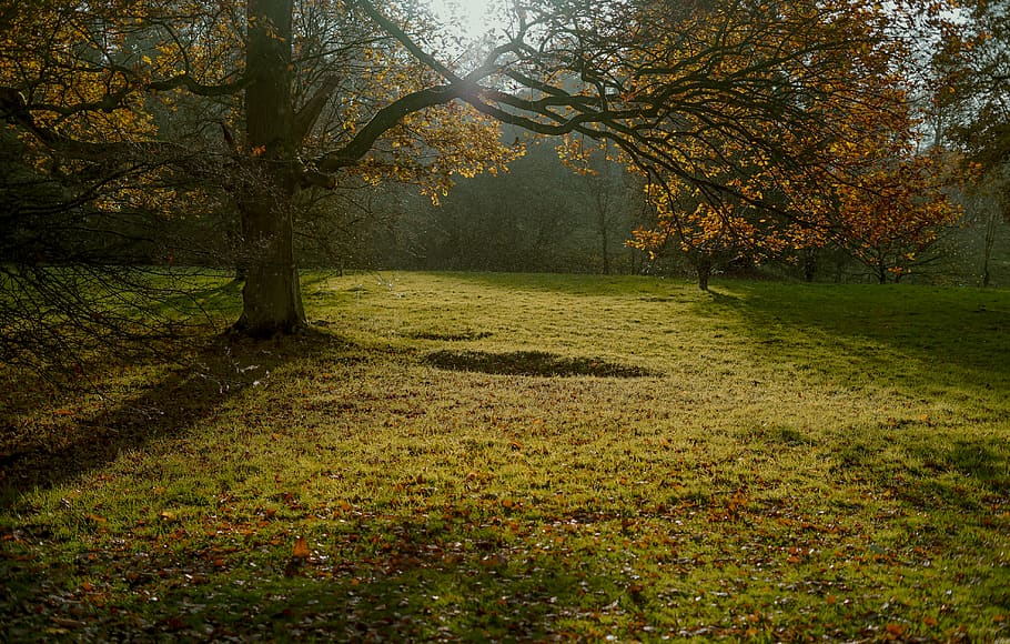 tree, tree branch, park, light rain, sunbeams, nature, wallpaper HD wallpaper
