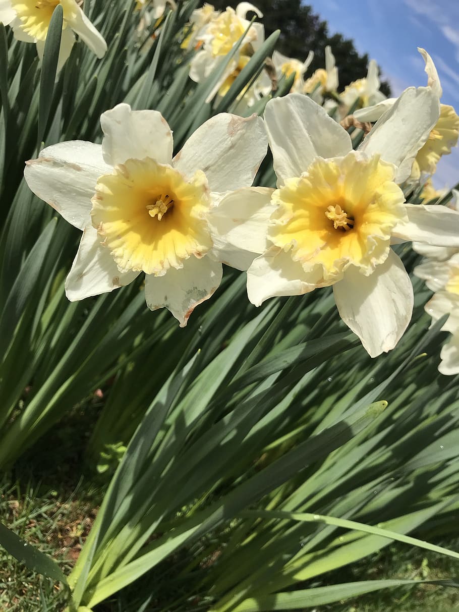 garden, spring, bloom, white, easter, daffodil, flower, flowering plant HD wallpaper