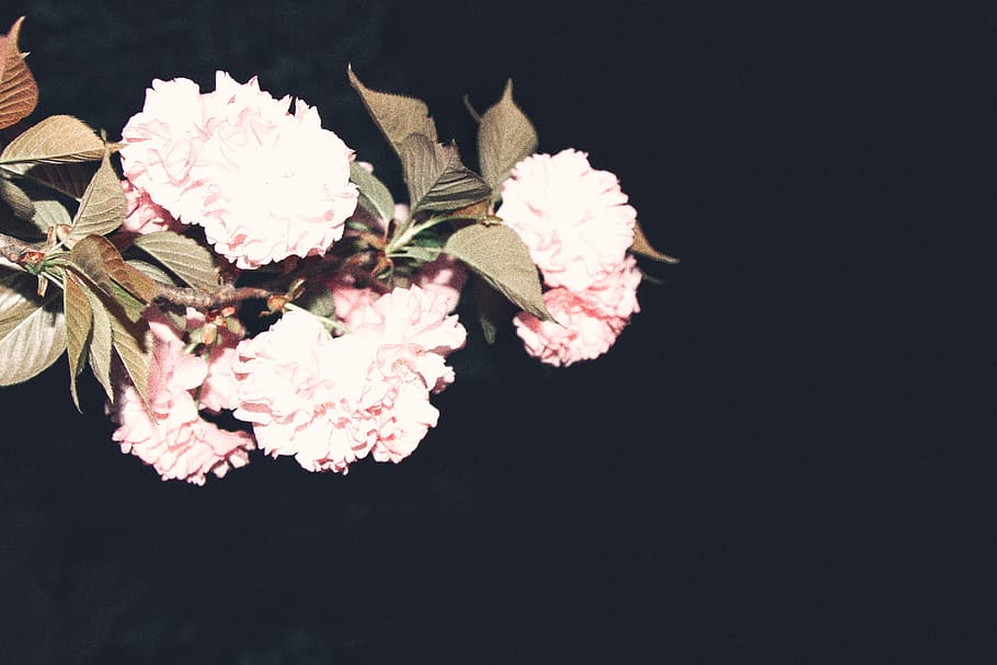 flower, pink, night, flowering plant, fragility, vulnerability HD wallpaper