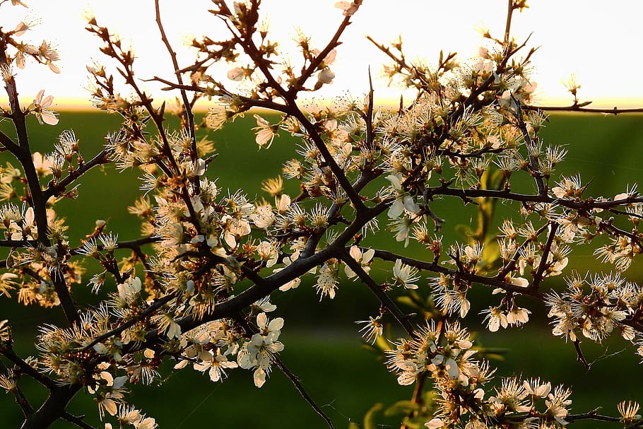 flowering, flowers, tree, spring, nature, plant, flowering plant HD wallpaper