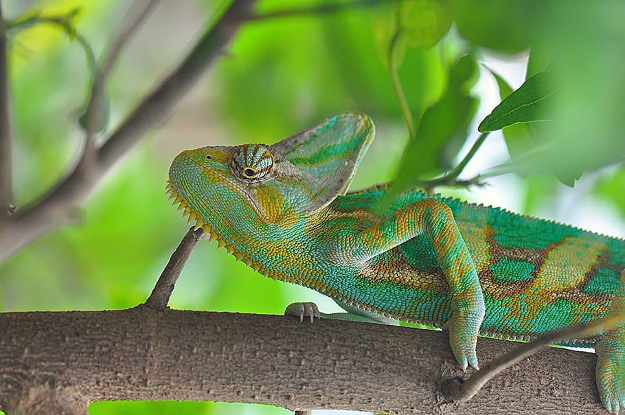 chameleon, wildlife, branch, close, exotic, green, lizard, camouflage, HD wallpaper