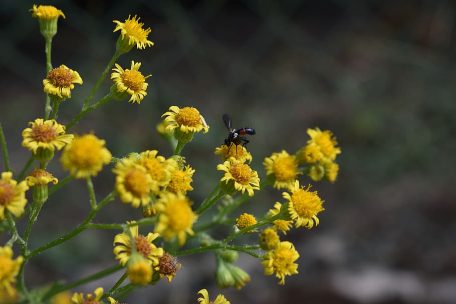insect, macro, plant, close up, flower, yellow, flowering plant HD wallpaper