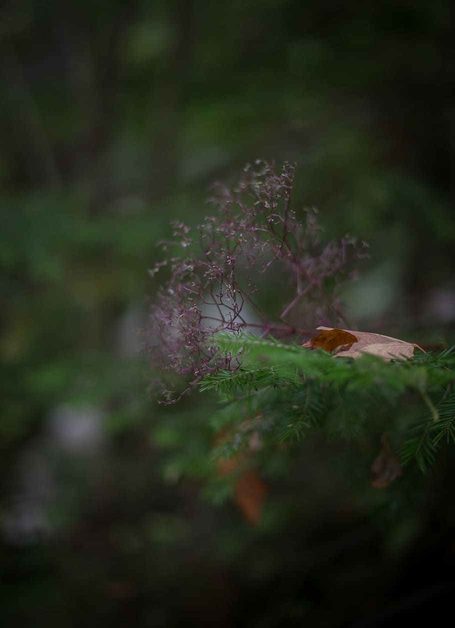 united states, duluth, plant, growth, selective focus, beauty in nature HD wallpaper