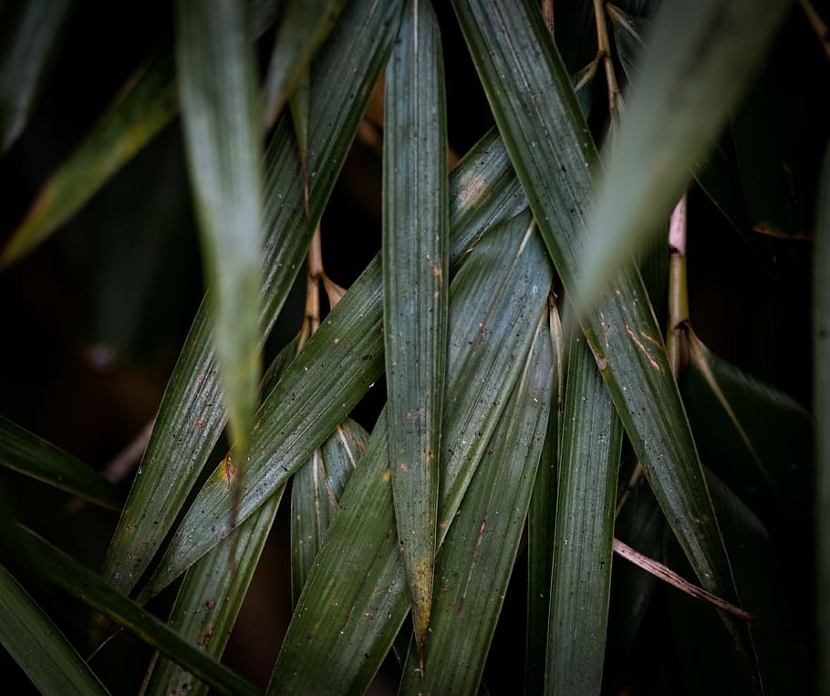 green leafed plant, london, united kingdom, wimbledon, tree, nature HD wallpaper