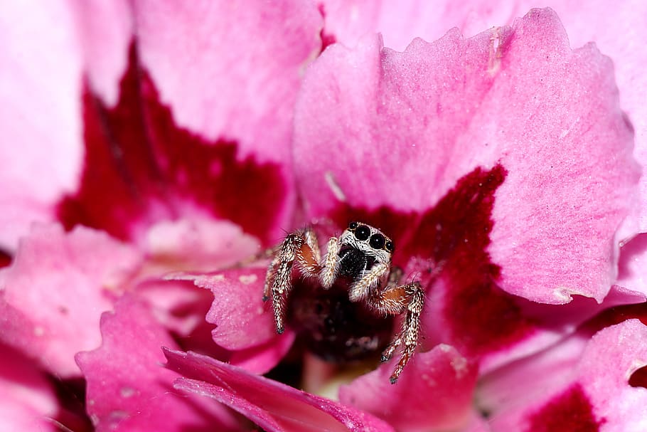 insect, skakun, spider, macro, flower, flowering plant, pink color HD wallpaper