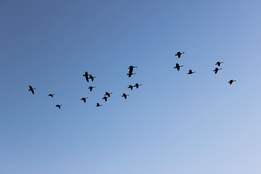 #birds, flying, sky, group of animals, large group of animals HD wallpaper