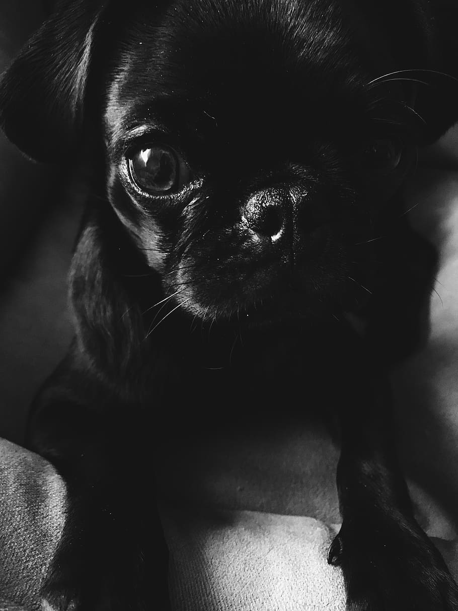 ukraine, kharkiv, mammal, pets, one animal, domestic animals HD wallpaper