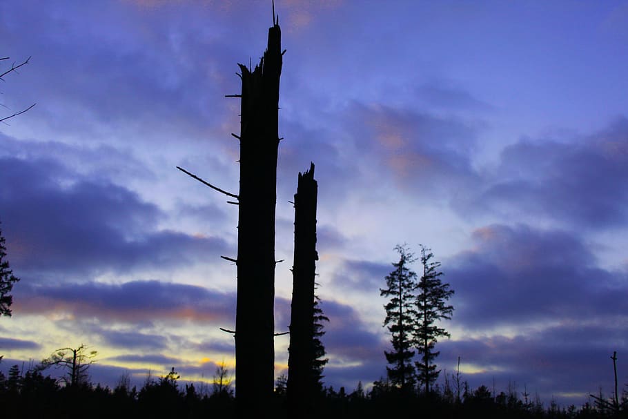 trees, forest, sky, bluesky, nature, cloud - sky, silhouette HD wallpaper