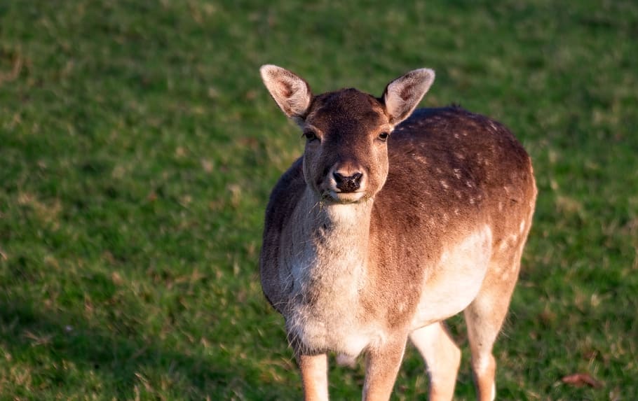 deer, fallow deer, animal, mammal, nature, animal world, ree HD wallpaper
