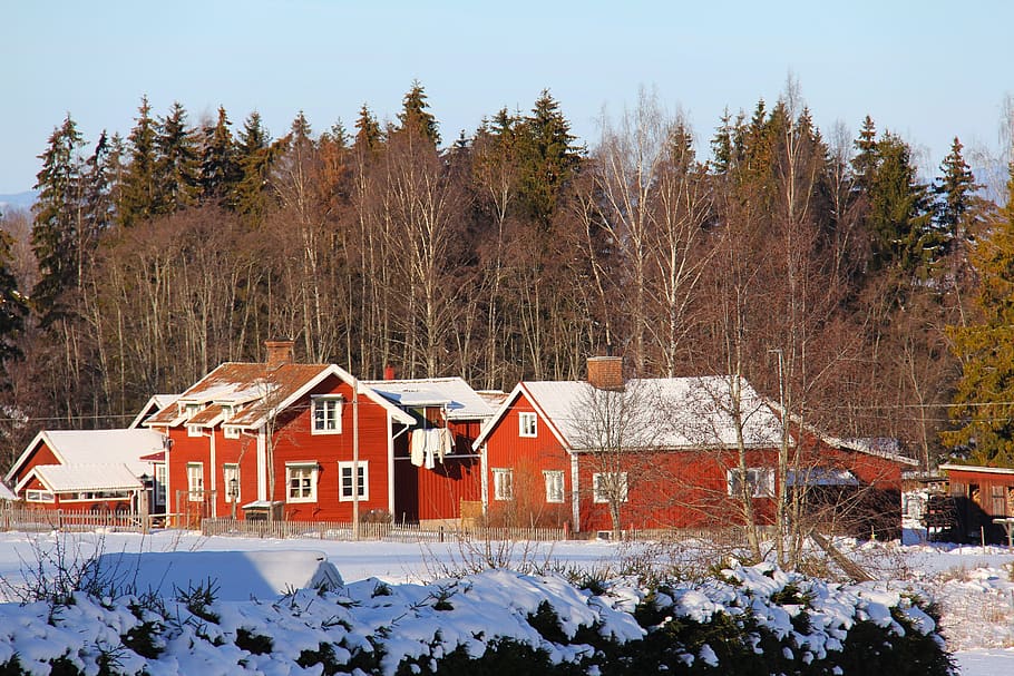Red Wooden Houses Near Trees, cabin, chalet, cold, coniferous HD wallpaper
