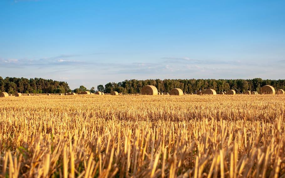 harvest, corn, hay, sheaves, field, village, agriculture, grains