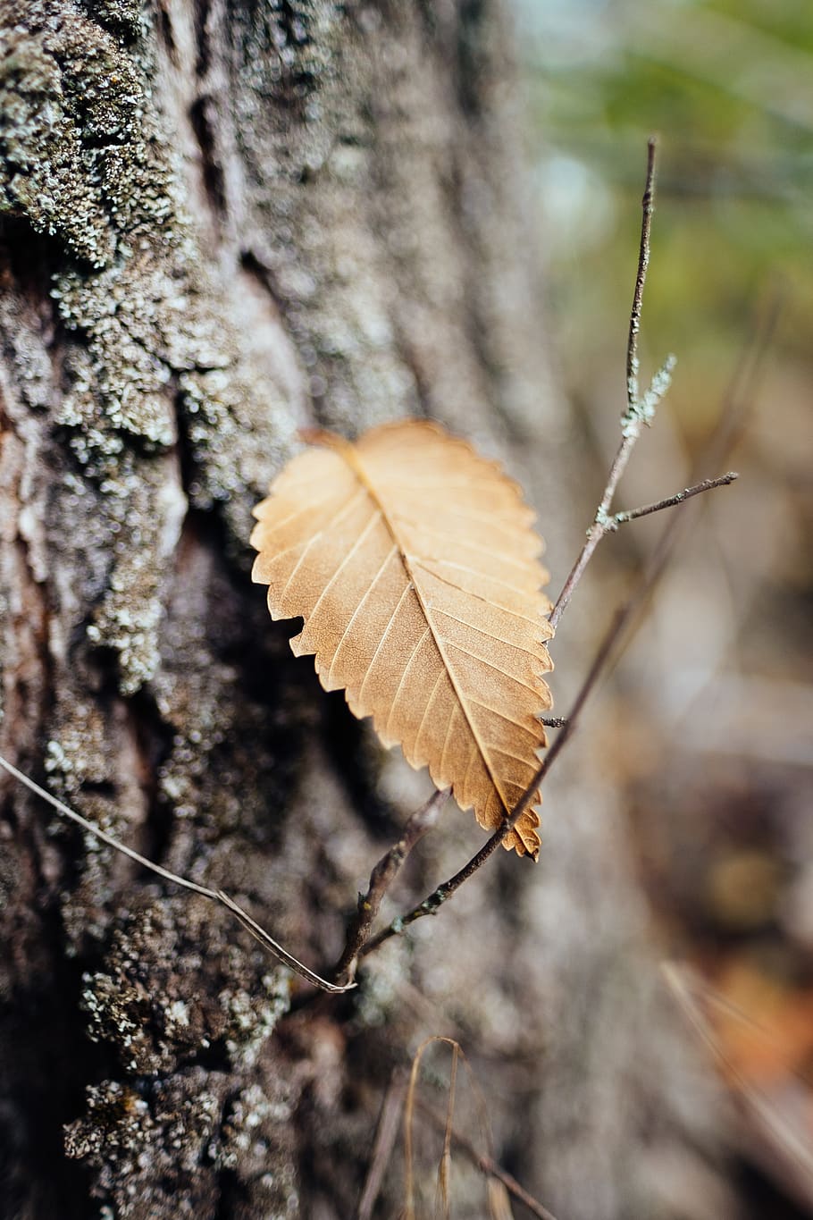 dry leaves on tree, ukraine, melitopol', insect, butterfly, animal HD wallpaper