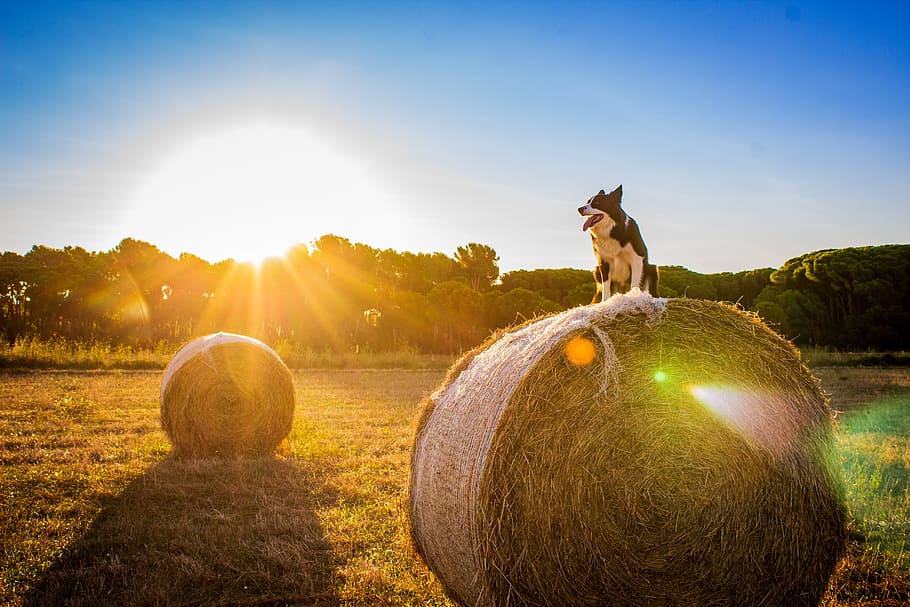 dog, bale, hay, sun, flare, ray, round, straw, border collie, HD wallpaper