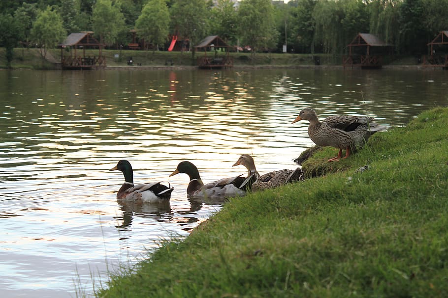 bulgaria, sofia, water, cute, lake, ducks, sunset, bird, group of animals HD wallpaper