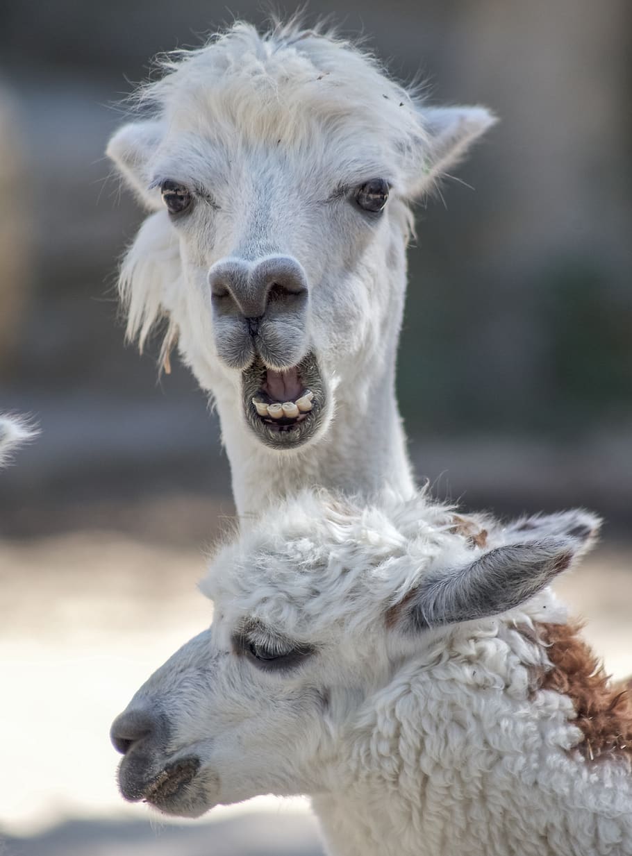 two white alpacas, animal themes, mammal, livestock, one animal HD wallpaper