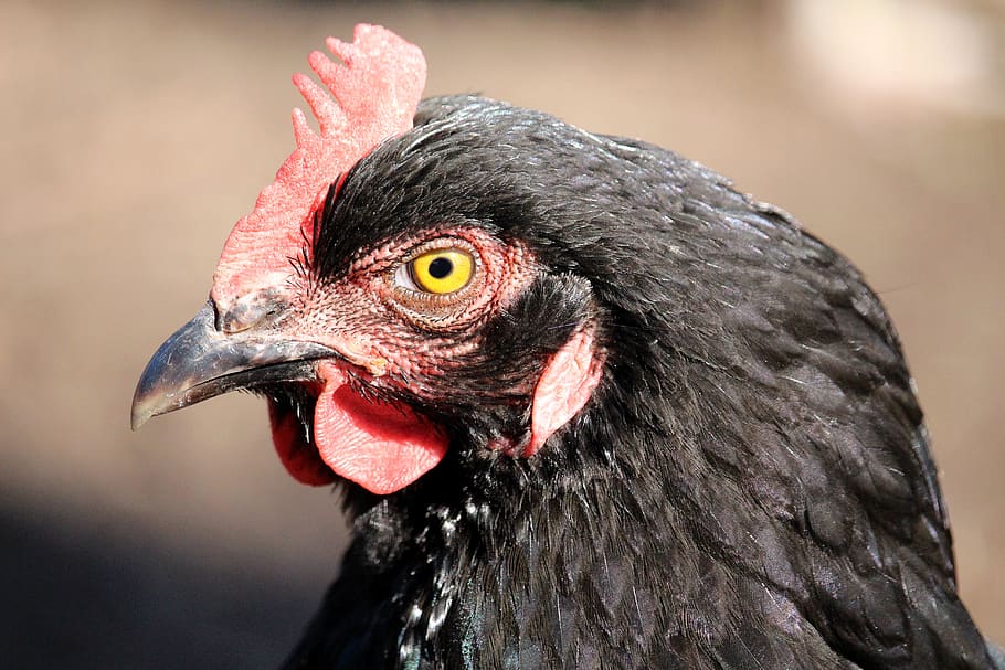 hen, black, head, poultry, chickens, farm, bird, animal, animal themes HD wallpaper