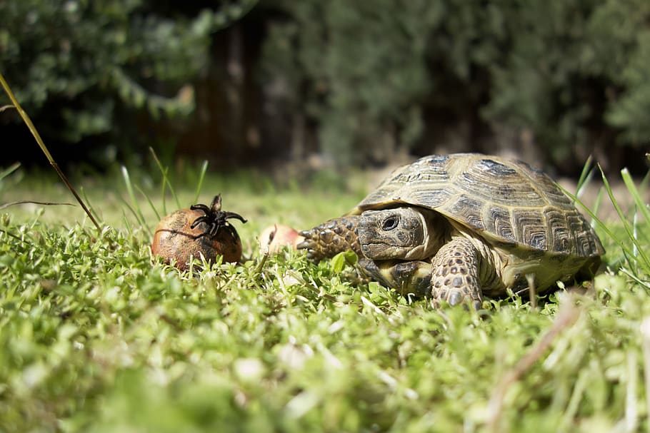 turtle, grass, animals, reptile, nature, garden, pets, green HD wallpaper