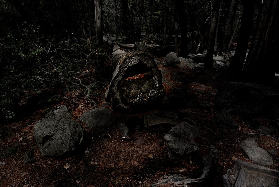 brown log, ground, yosemite national park, plant, tree, sea life HD wallpaper