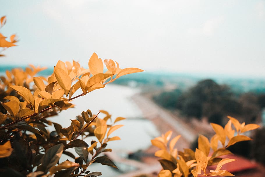 plant, leaf, tree, nature, flower, blossom, vase, potted plant HD wallpaper