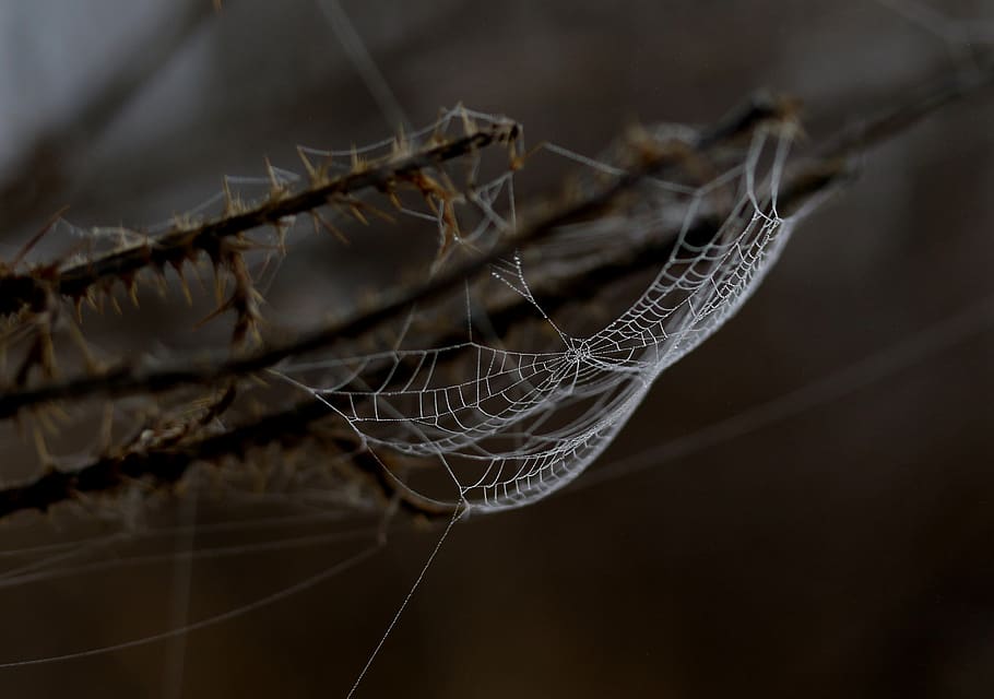 spider web, drops, dew, morning, autumn, water, wet, close-up HD wallpaper