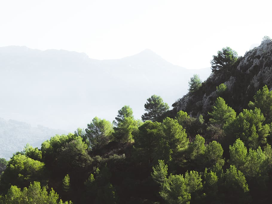 spain, tree, outdoors, landscape, mountain, flora, nature, travel HD wallpaper