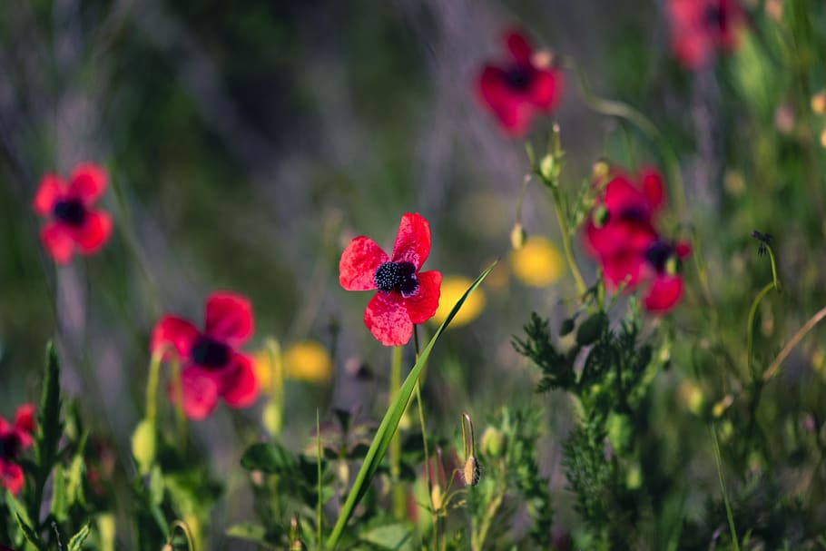 poppies, fields, nature, spring, flowers, bloom, blossom, plant HD wallpaper