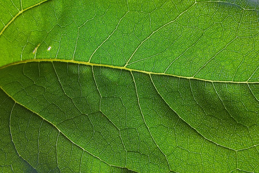leaf, vein, nature, green, pattern, foliage, plant, ecology HD wallpaper