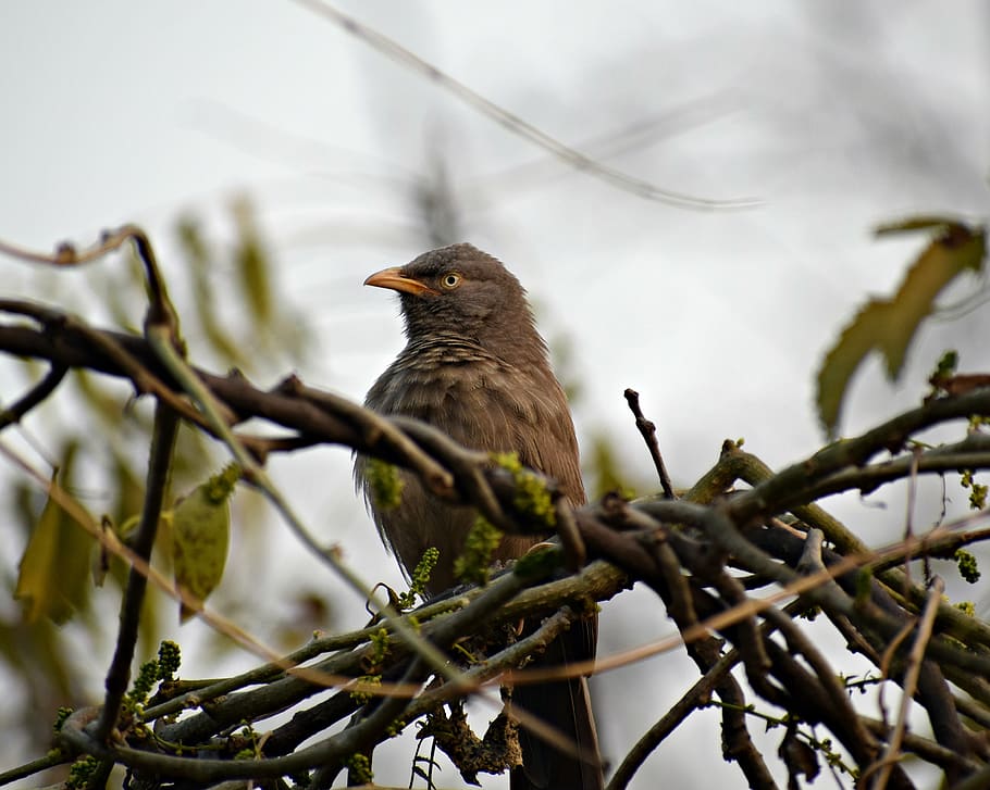 bird, sitting, nature, animal, plumage, feather, branch, robin HD wallpaper