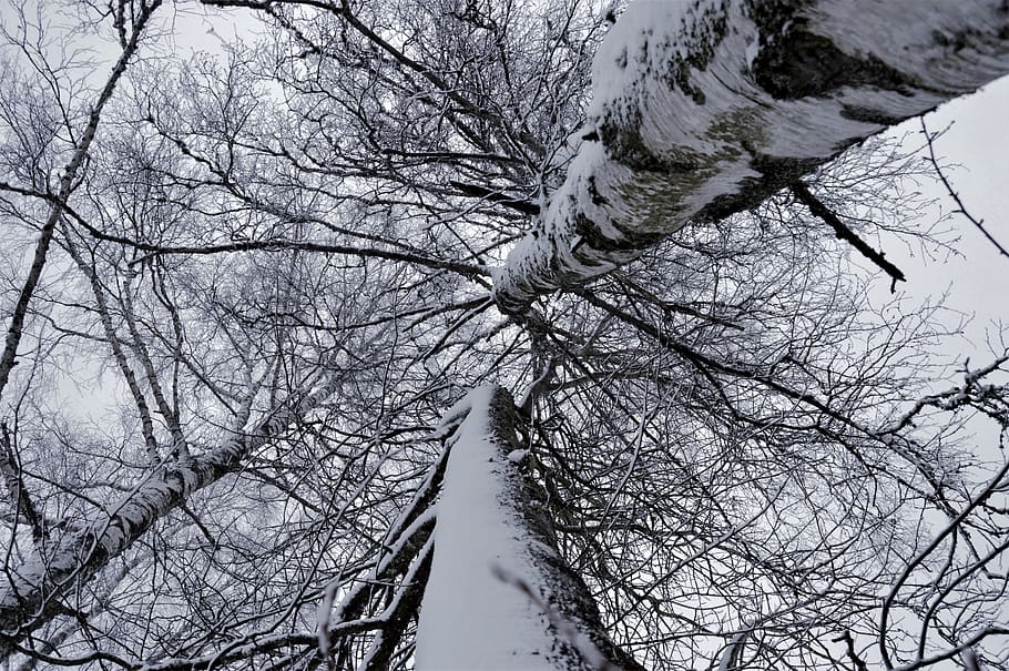 sweden, trees, sky, winter, nature, outdoor, snow, cold temperature HD wallpaper