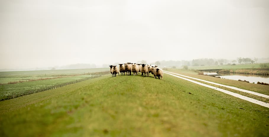 nature, grass, animals, herd, sheep, group of animals, animal themes HD wallpaper
