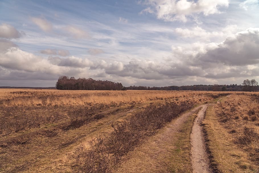 clouds, landscape, field, trees, spring, nature, sky, outdoors HD wallpaper