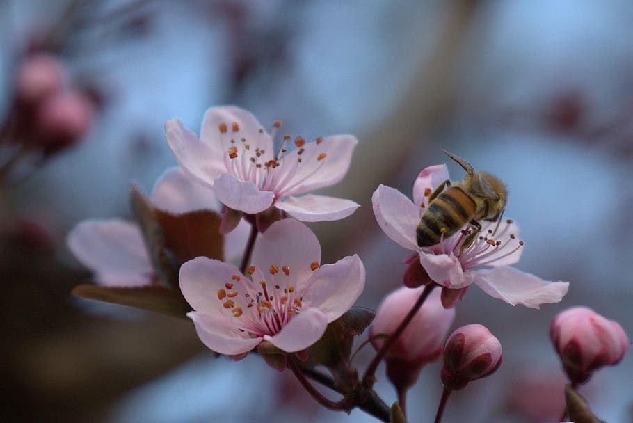 bee, blossom, bloom, spring, insect, pollen, nature, plant HD wallpaper