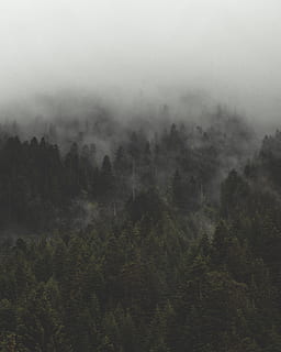 green tall trees with mist at daytime, fog, cloud, forest, woodland HD wallpaper