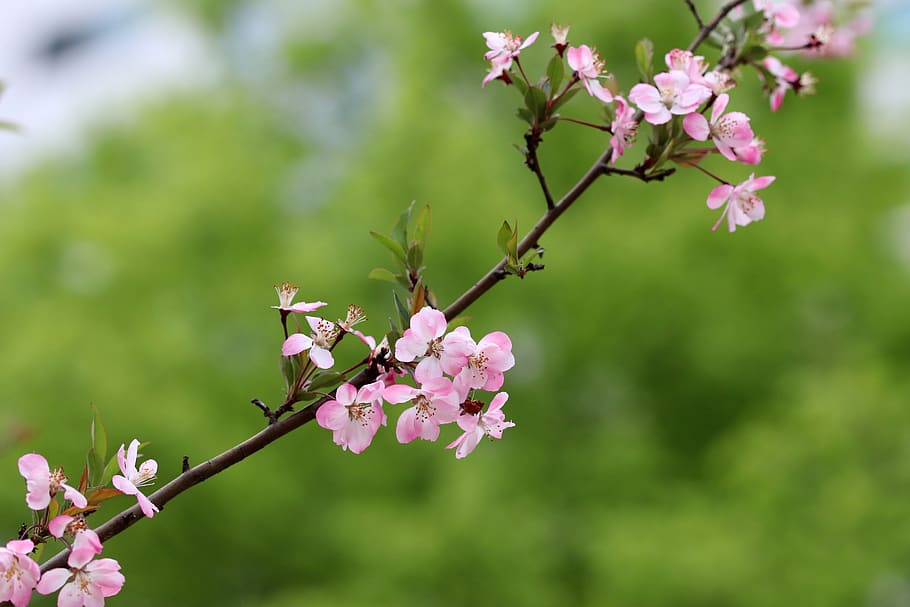 spring, spring flowers, nature, plants, season, garden, flowering HD wallpaper