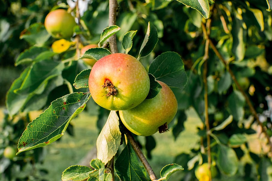 apple tree, fruit, fruit trees, kernobstgewaechs, nature, apfelernte HD wallpaper