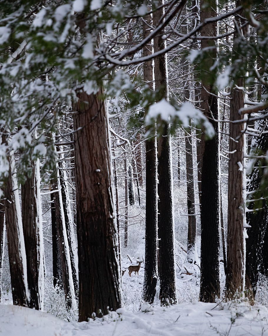 snow covered trees during daytime, plant, tree trunk, fir, abies HD wallpaper