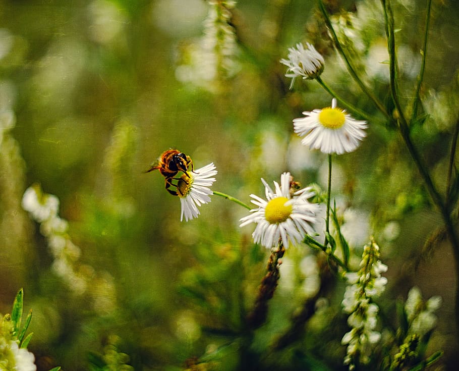 blur, bokeh, natural, grass, green, yellow, white, macro, animal HD wallpaper