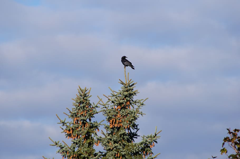 bird, pine tree, nature, forest, branch, landscape, animal HD wallpaper
