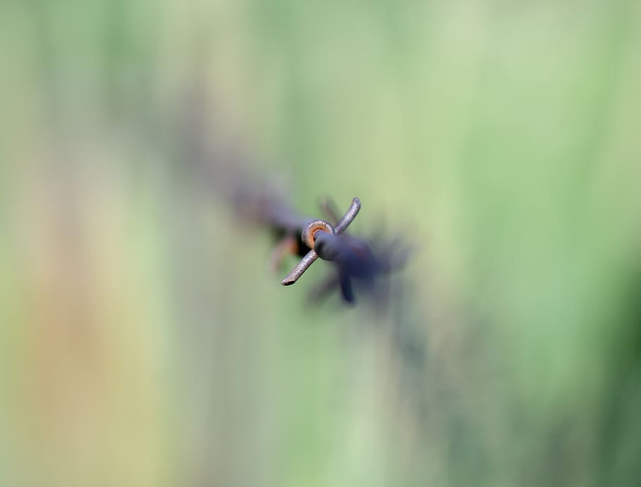 animal, flying, bird, bee eater, insect, invertebrate, plant HD wallpaper