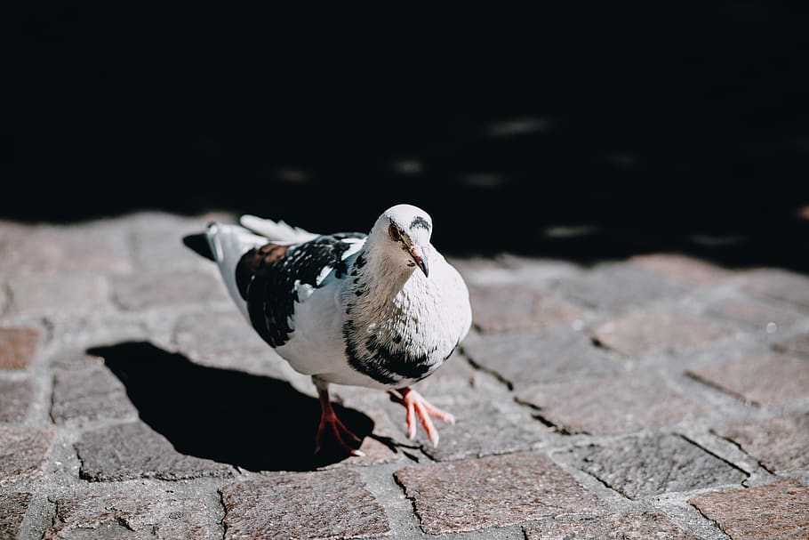 white and black pigeon on brown brick pavement, bird, animal